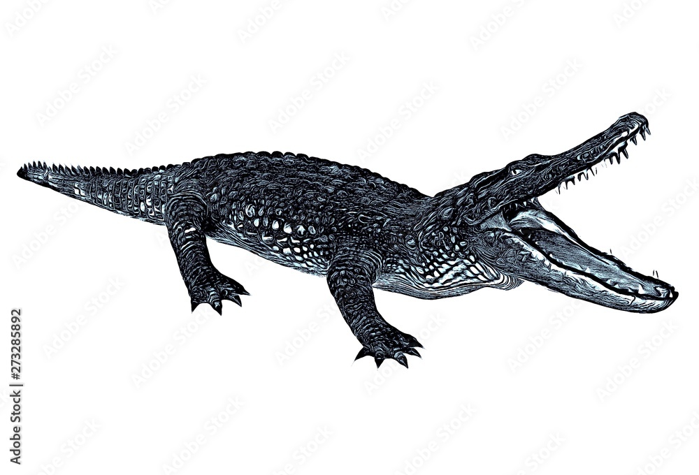 Sketch of alligator isolated on a white background Sketch of alligator isolated on a white background