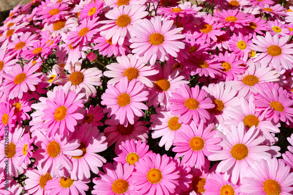close up of bright pink daisy flowers growing outdoors, daylight close up of bright pink daisy flowers growing outdoors, daylight