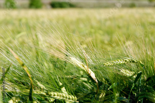 Close up of green young wheat field at daytime. Background  agricultural  rural landscape 