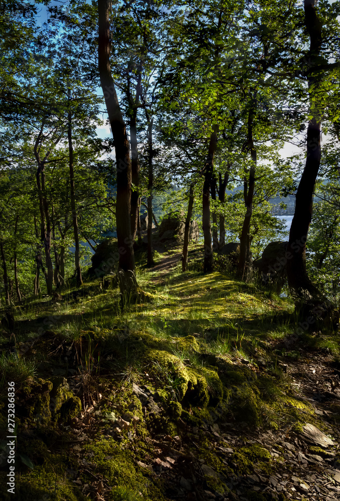 Naklejka premium Forest at the lake