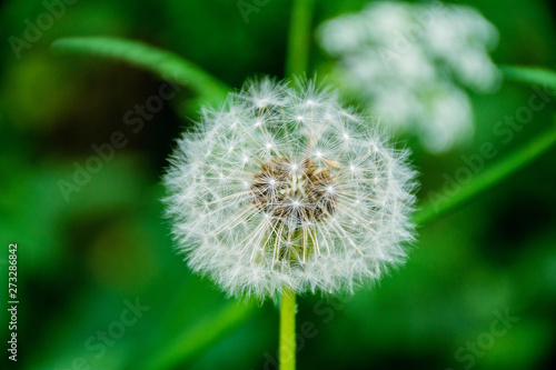 White fluffy dandelions  natural spring background  selective focus. Romantic soft gentle artistic image  free space for text.