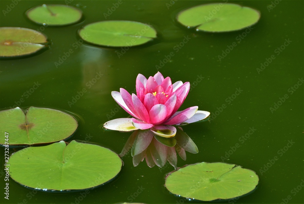 a pink flower of Nuphar on the water