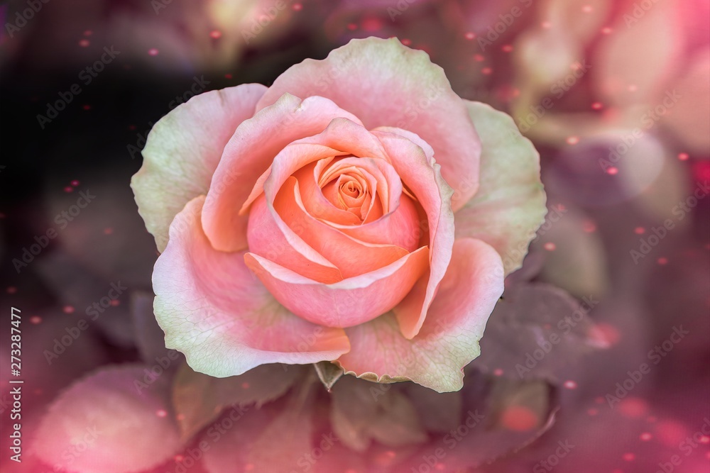 pink rose on texture backgroiund pink rose on texture backgroiund