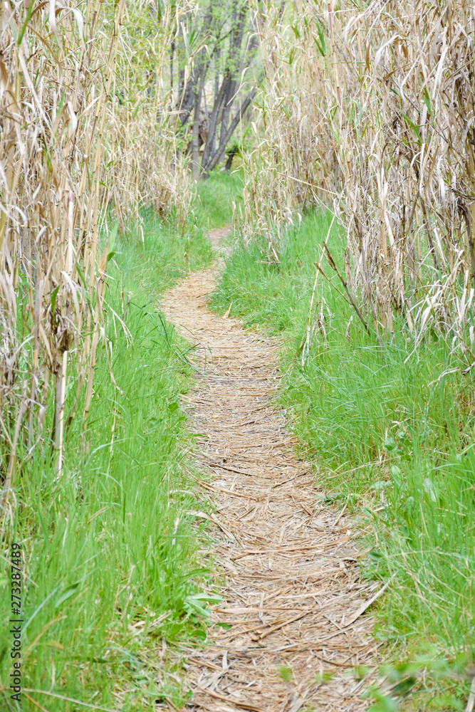 Obraz premium clear path in the forest through dry hurdles. the way is covered with dry leaves and at both sides there is green grass. The sun rays enter through vegetation lighting the vegetation. Horizontal pic