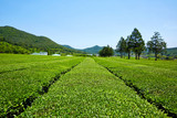 Green Tea Farm in Boseong-gun, South Korea.