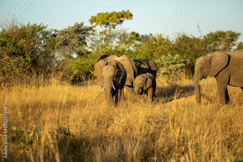 Breeding herd of elephant 