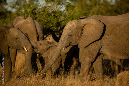Breeding herd of elephant 