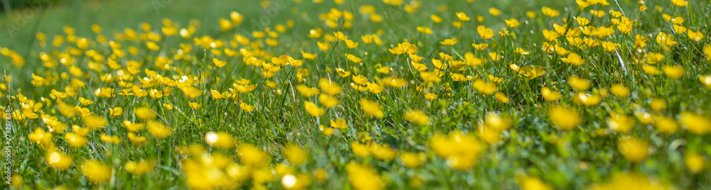 Fototapeta premium Small yellow flowers on a green meadow. Blurred floral background. Green and yellow texture. Green grass and yellow flowers out of focus