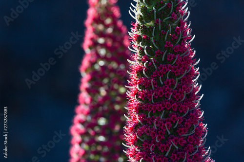 Tenerife bugloss or Mount Teide bugloss, Teide National Park, Tenerife island, Canary islands, Spain, Europe photo