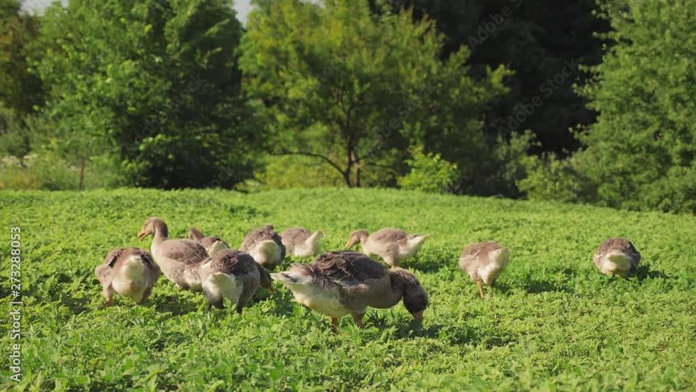 A flock of geese grazes on the green grass A flock of geese grazes on the green grass