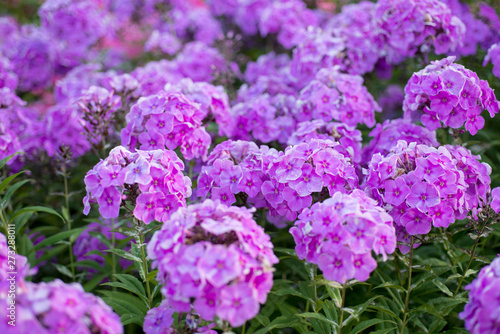 Lilac flowers phlox grow in the garden