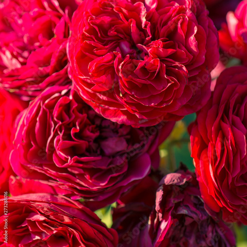 Background of their red roses close up