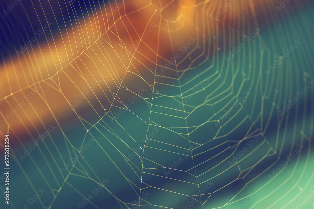 Magical cobweb on a colorful background, day, open air, summer season. Selective focus. Magical cobweb on a colorful background, day, open air, summer season. Selective focus.