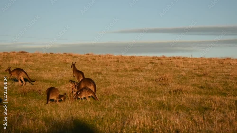 Red Kangaroos hoping and grazing on a vast grassland in the afternoon Red Kangaroos hoping and grazing on a vast grassland in the afternoon