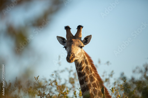Fototapeta Naklejka Na Ścianę i Meble -  Young giraffe male looking into the camera
