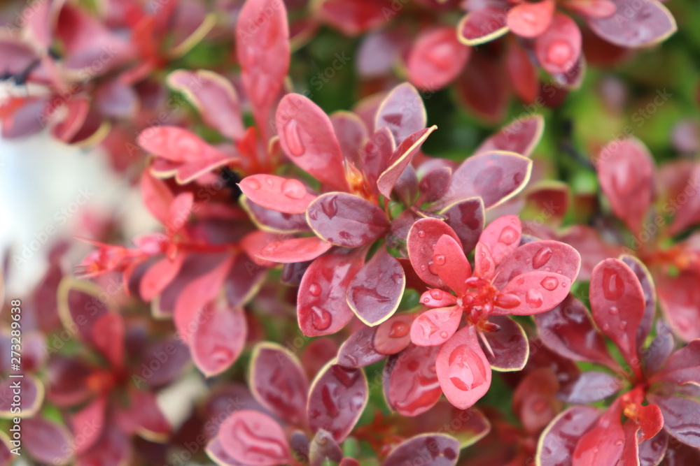 Barberry after the rain in the garden Barberry after the rain in the garden