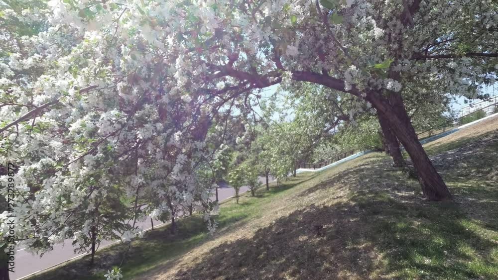 the wind shakes the branches of the Apple tree with white flowers the wind shakes the branches of the Apple tree with white flowers