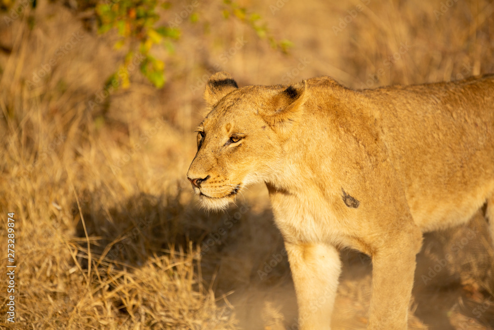Lioness in africa on safari Lioness in africa on safari