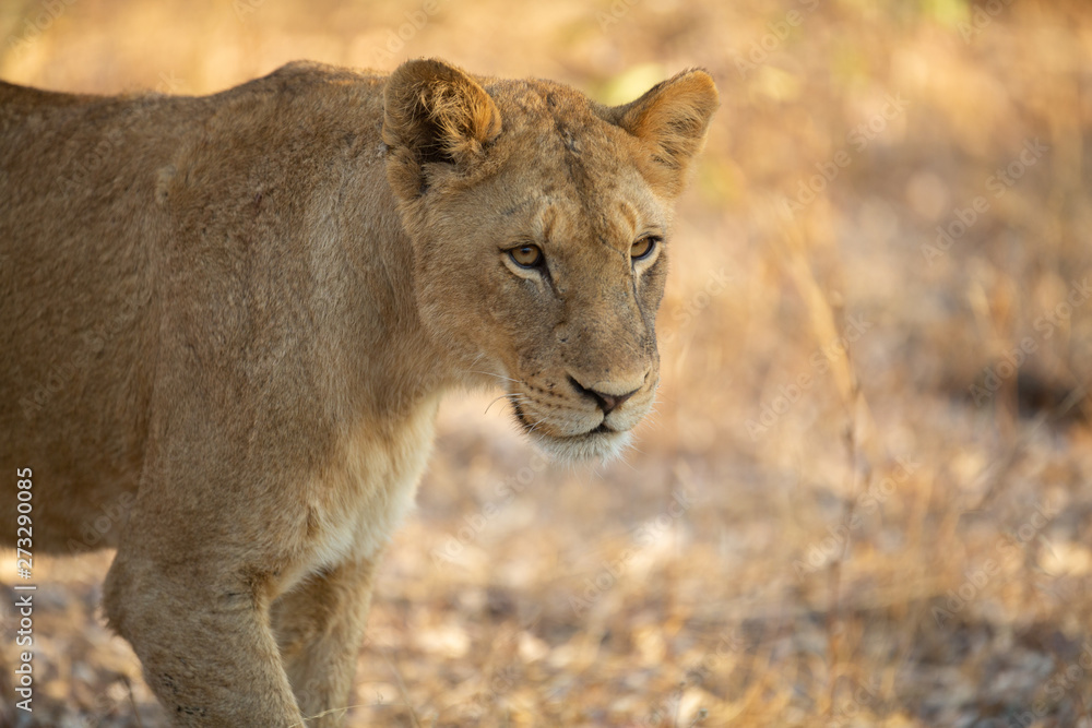 Lioness in africa on safari Lioness in africa on safari