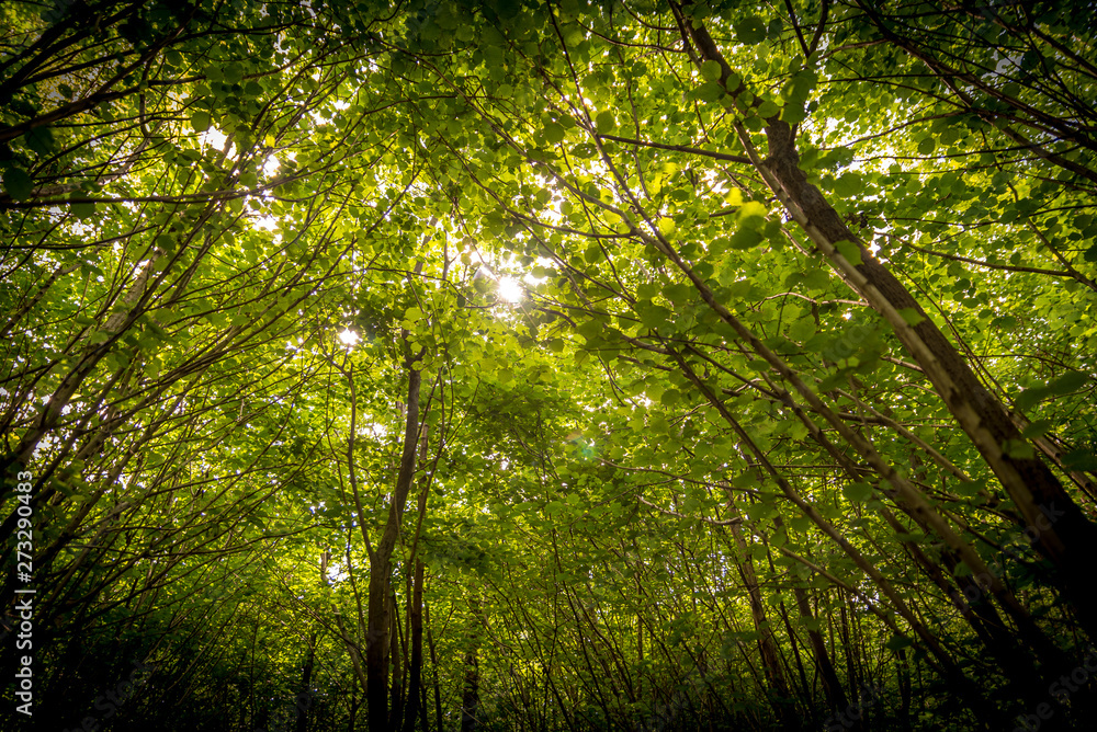 Fototapeta premium Tree Tops