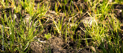 Horizontal background with young grass grows through the ground