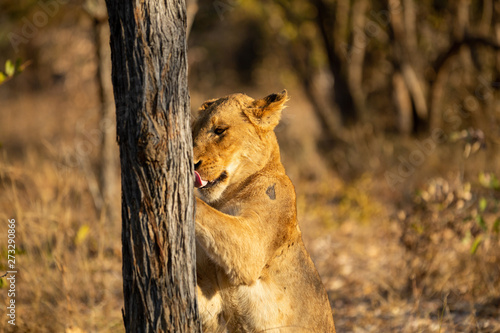 Young female lion using a tree as a scratching post. 