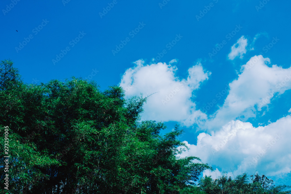 Bamboo branch in bamboo forest, beautiful green nature background. Space for your text. Bamboo branch in bamboo forest, beautiful green nature background. Space for your text.