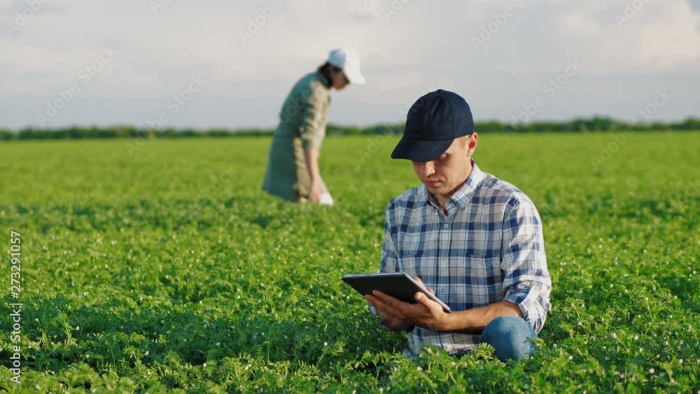 Farmers working in a chickpea field at spring Farmers working in a chickpea field at spring