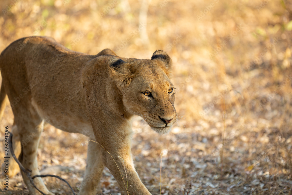 Young lioness walking towards the camera. Young lioness walking towards the camera.