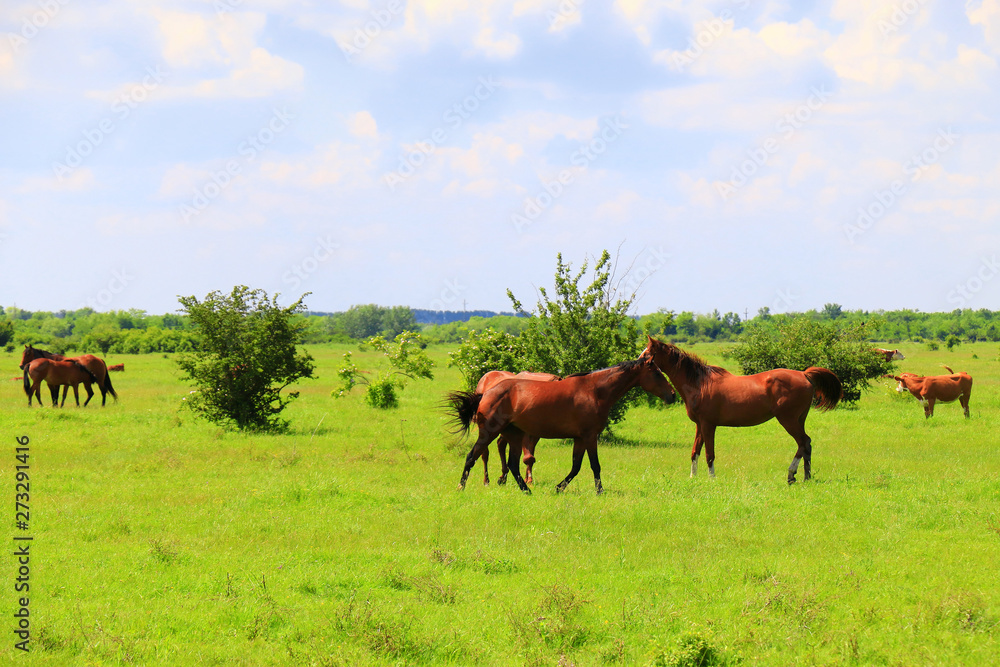 Chestnut horses running in freedom Chestnut horses running in freedom