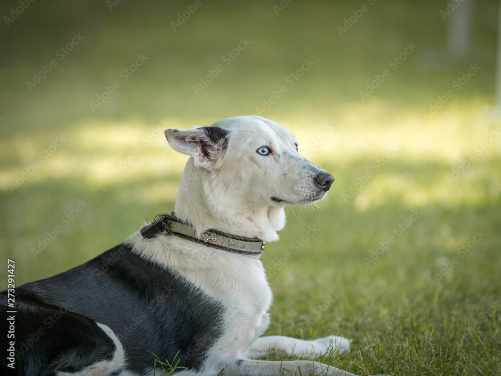 Beautiful Spanish Greyhound sitting in the natural grass of a park Beautiful Spanish Greyhound sitting in the natural grass of a park
