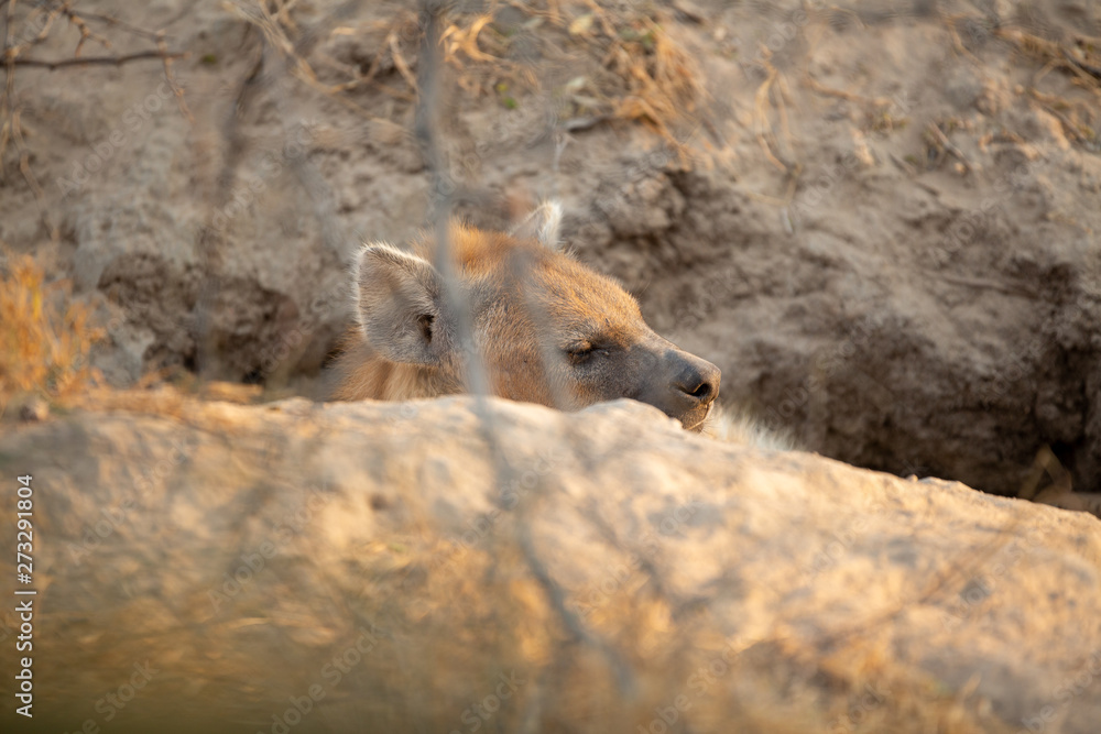 Young female hyaena watching guard over the entrance of a den. Young female hyaena watching guard over the entrance of a den.