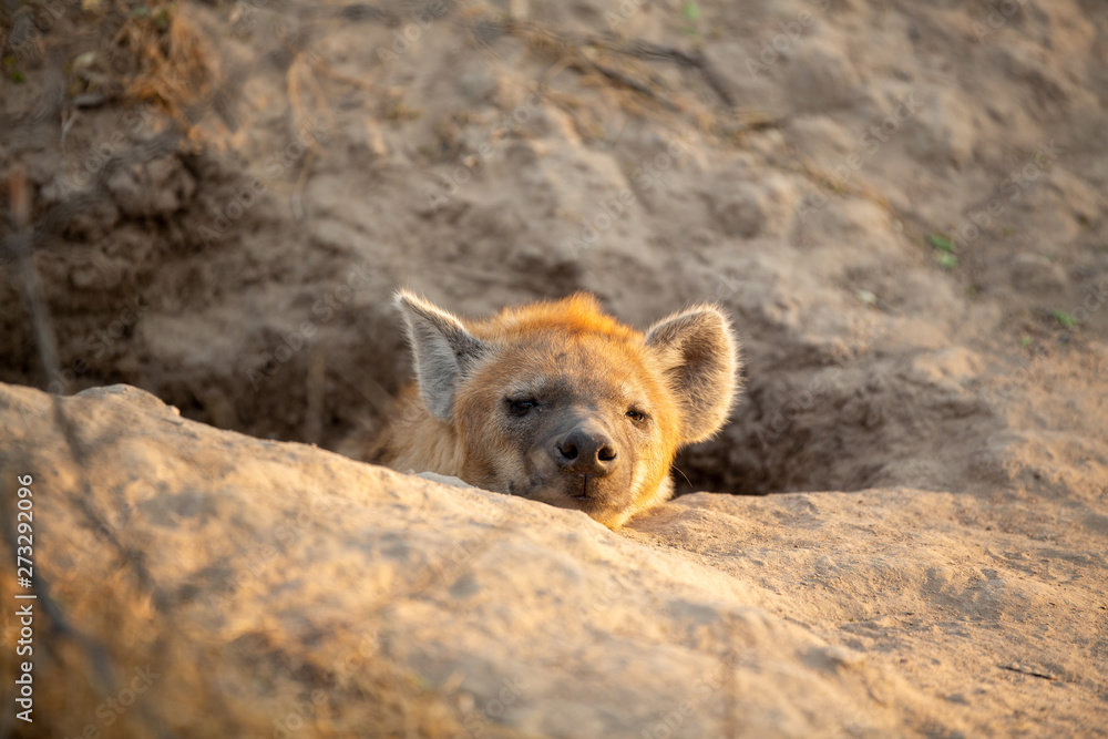 Young female hyaena watching guard over the entrance of a den. Young female hyaena watching guard over the entrance of a den.