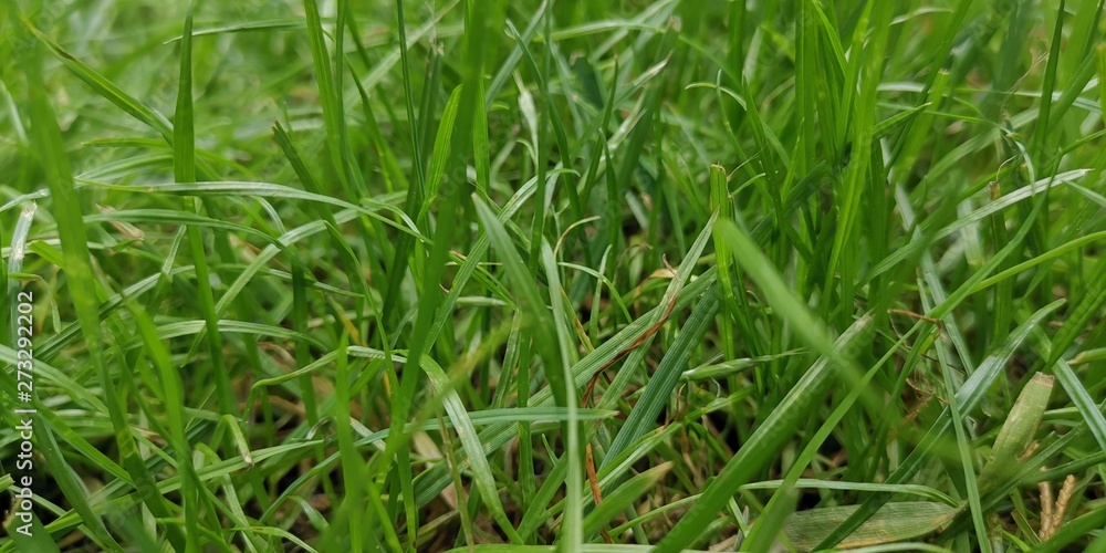 green grass with water drops green grass with water drops