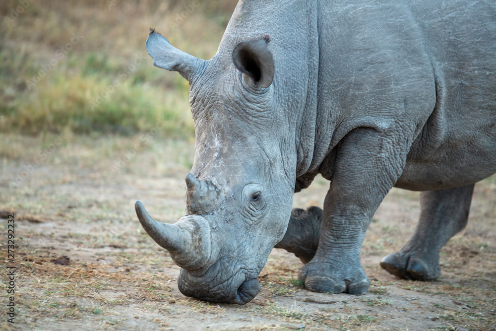 Fototapeta premium Young Rhino bull marching around a local watering hole trailing a female and an older bull.