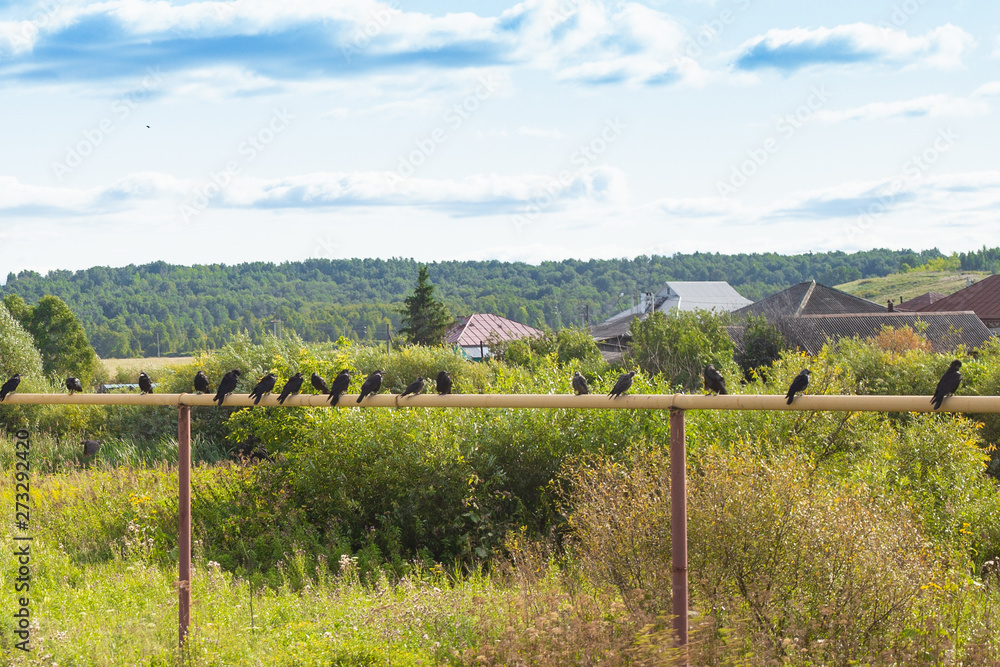 Naklejka premium rural landscape - crows sit on a pipe on the background of greenery and houses