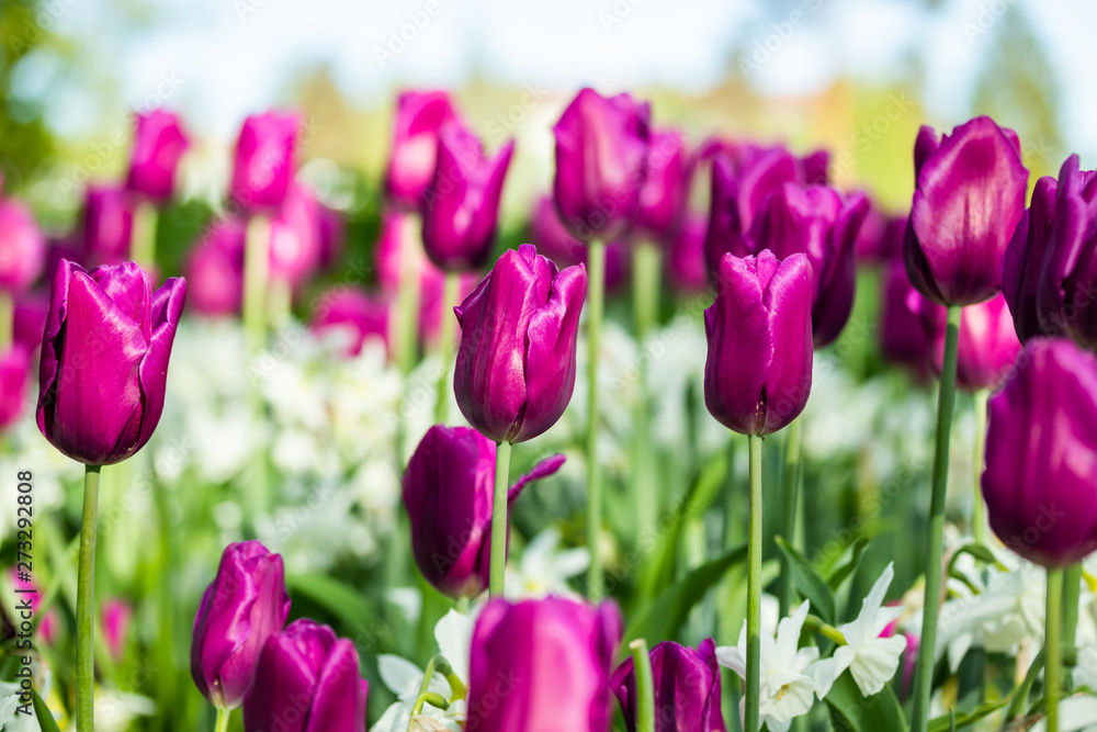 Colorful purple tulips and white narcissus in garden close up Colorful purple tulips and white narcissus in garden close up