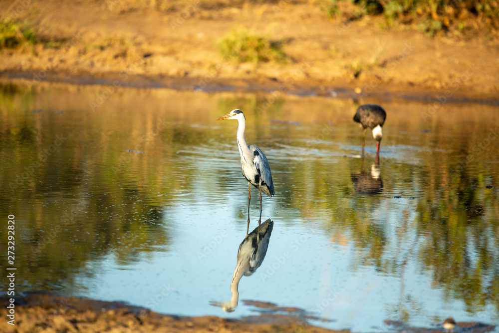 Obraz premium Heron and wooly necked stork fishing.stork fishing.