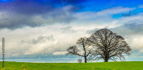 Tree in field