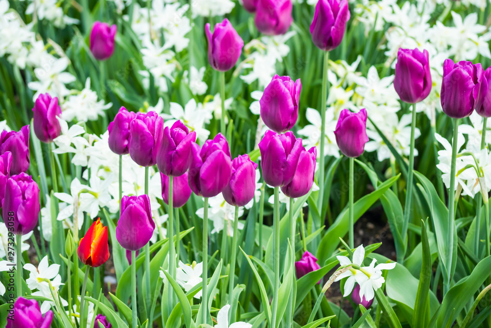 Colorful purple tulips and white narcissus in garden close up