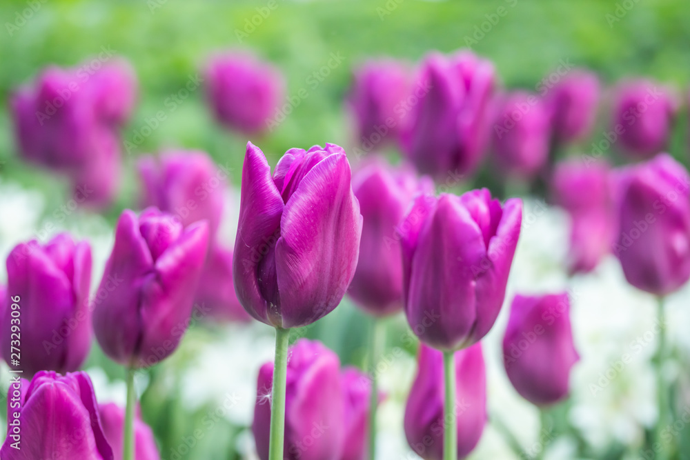Colorful purple tulips and white narcissus in garden close up Colorful purple tulips and white narcissus in garden close up