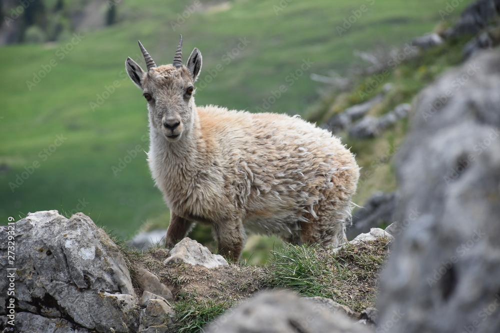 Young ibex in the french alps Young ibex in the french alps