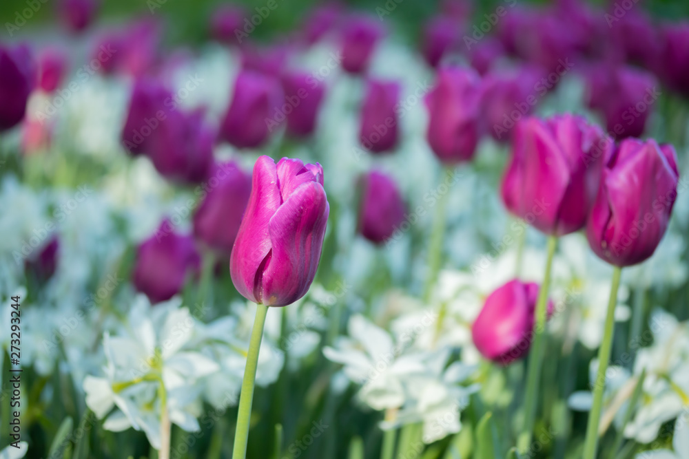 Colorful purple tulips and white narcissus in garden close up