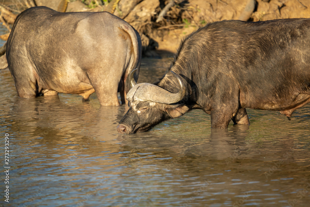Buffalo herd drinking at a local watering hole. Buffalo herd drinking at a local watering hole.
