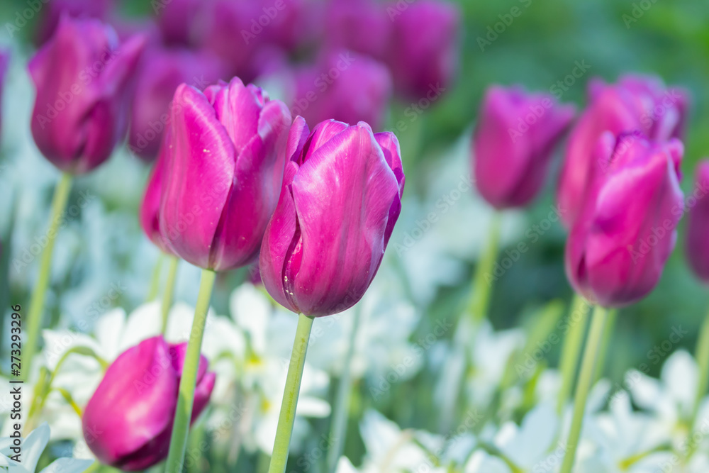 Colorful purple tulips and white narcissus in garden close up