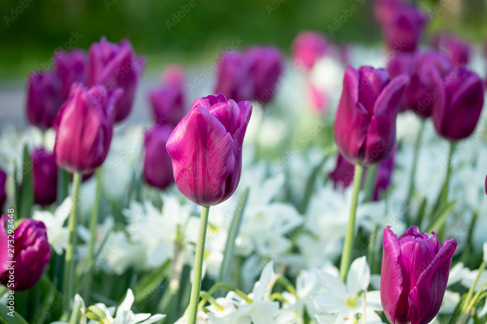 Colorful purple tulips and white narcissus in garden close up