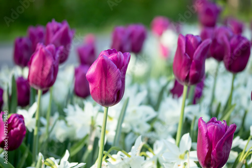 Colorful purple tulips and white narcissus in garden close up