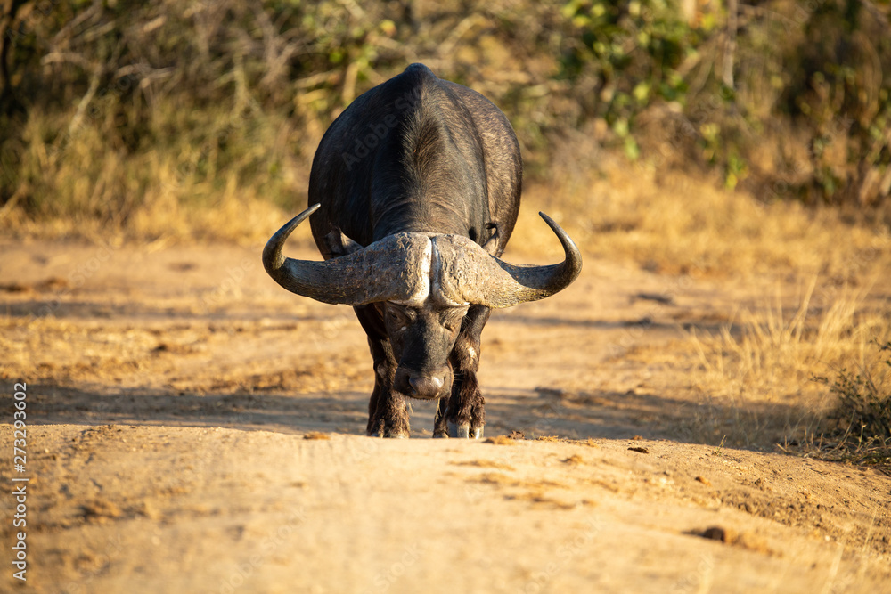 Fototapeta premium Buffalo herd drinking at a local watering hole.
