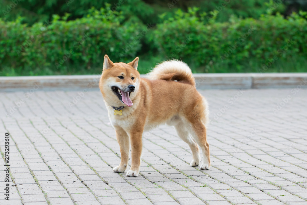 Japanese red dog Shiba Inu playing in nature with toy. Japanese red dog Shiba Inu playing in nature with toy.