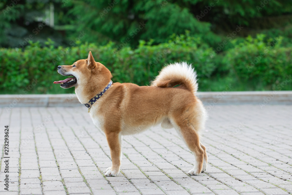 Japanease dog red Shiba inu running on the grass at nature park